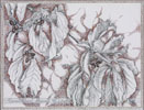 Corneus Dogwood